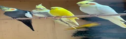 Mixed Breed birds for sale: Cockatiels, kakarikis & budgies  - Advert 2