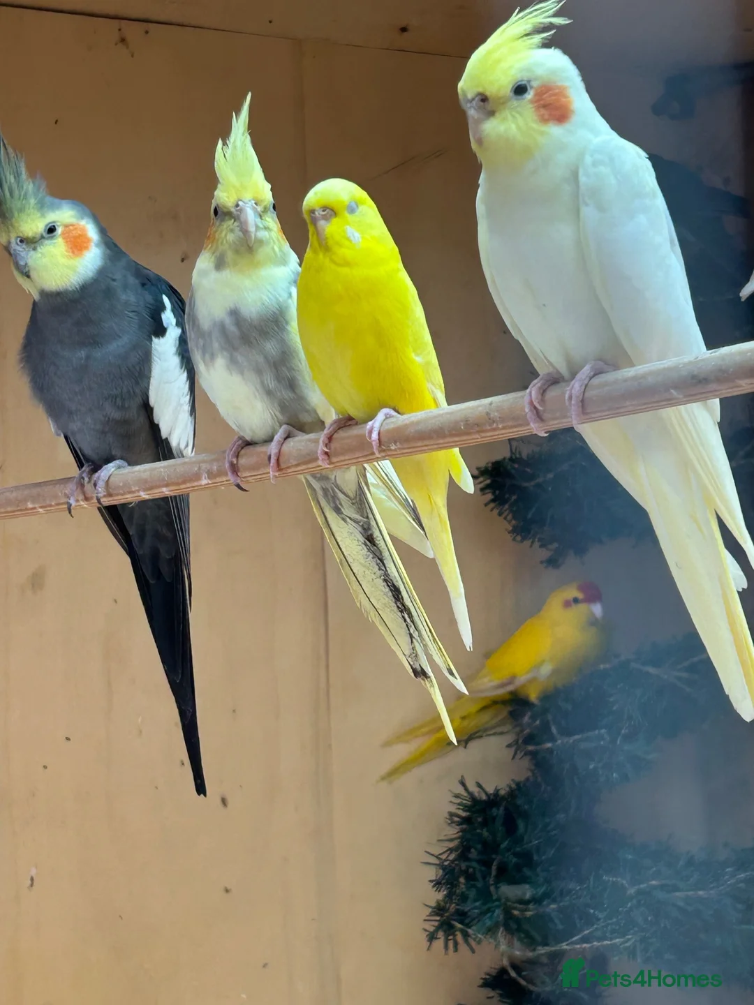 Mixed Breed birds for sale: Cockatiels, kakarikis & budgies  - Advert 2