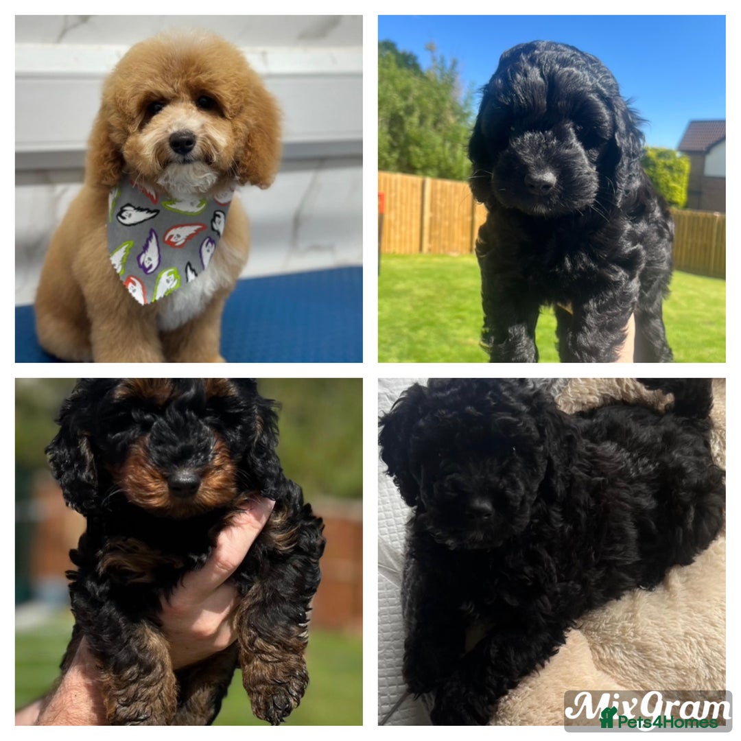 Cockapoo dogs for sale: TOY F1B cockapoo puppies.  - Image 5