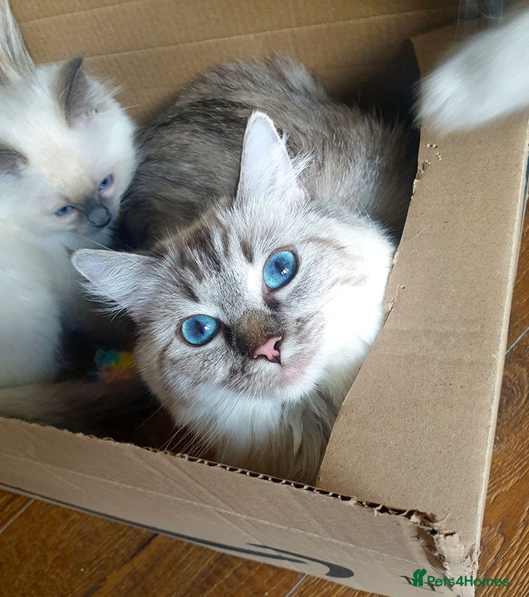 Ragdoll cats for sale: Stunning Adult Ragdoll and Kittens available!  - Image 19