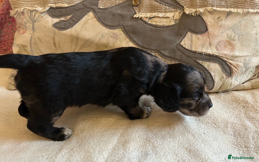 Cocker Spaniel dogs for sale: STUNNING WORKING COCKER SPANIEL PUPS - Advert 27