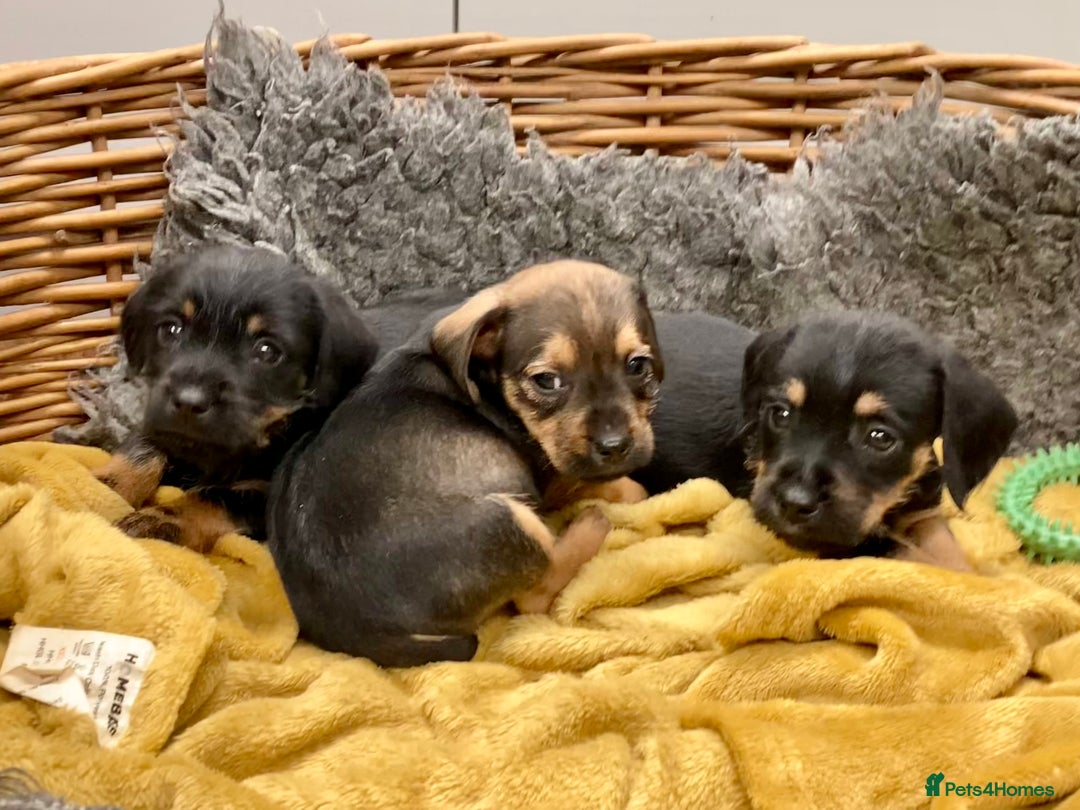 Mixed Breed dogs for sale: Border Terrier cross puppies  - Image 9