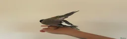 Cockatiels birds for sale: Hand reared cockatiels  in Swanage - Advert 7
