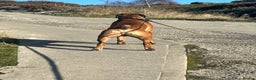 Boxer dogs for stud: Proven stud amazing temperament & health tested - Advert 4