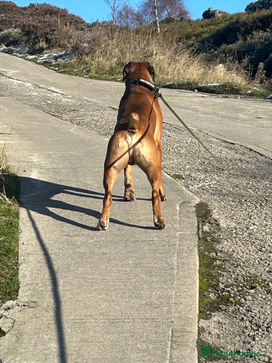 Boxer dogs for stud: Proven stud amazing temperament & health tested - Advert 4