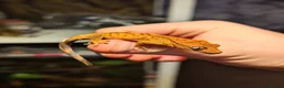 Gecko reptiles for sale: Unsexed Crested Gecko hatchling & full set up - Advert 5