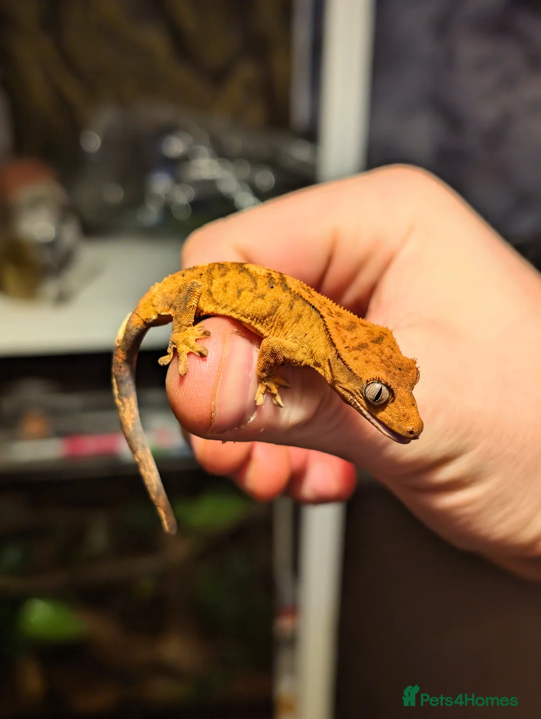 Gecko reptiles for sale: Unsexed Crested Gecko hatchling & full set up - Advert 5