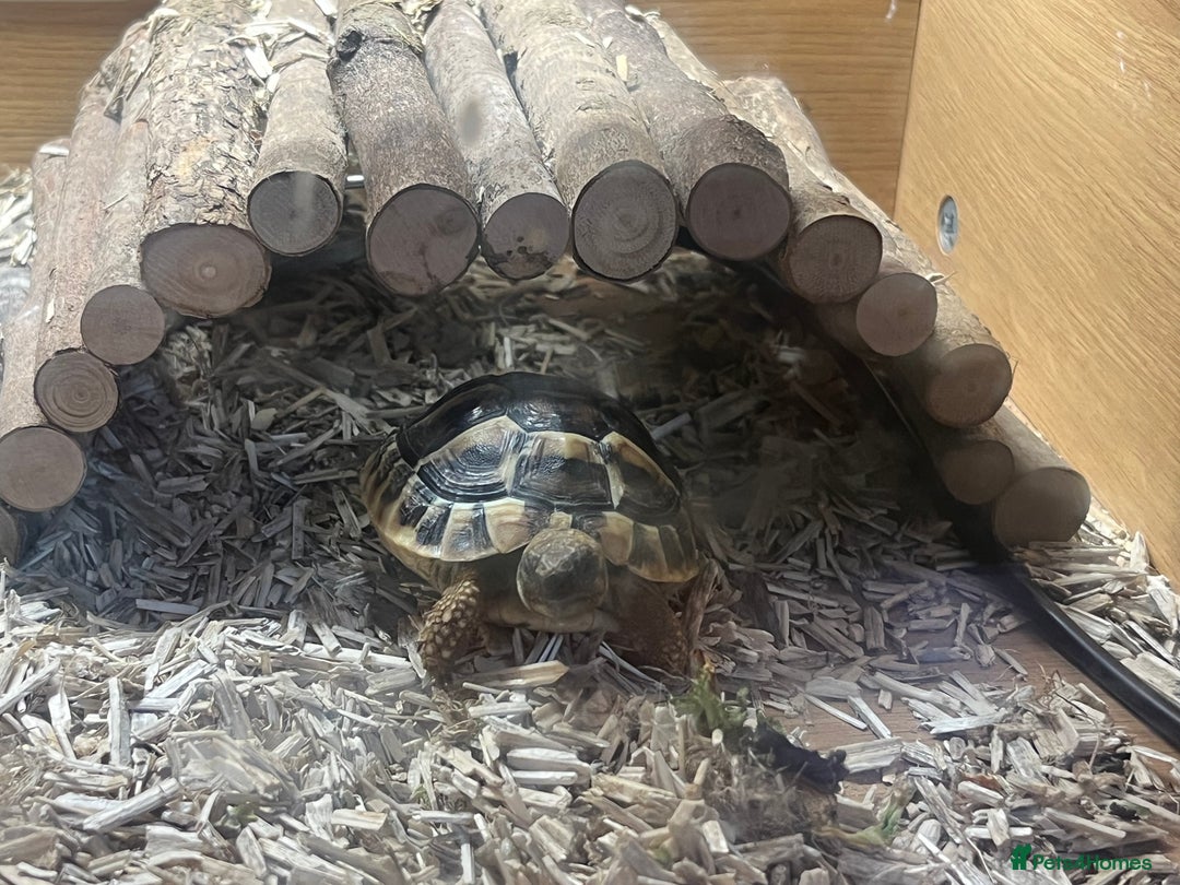 Tortoise reptiles for sale: Tortoise with enclosure  - Image 2
