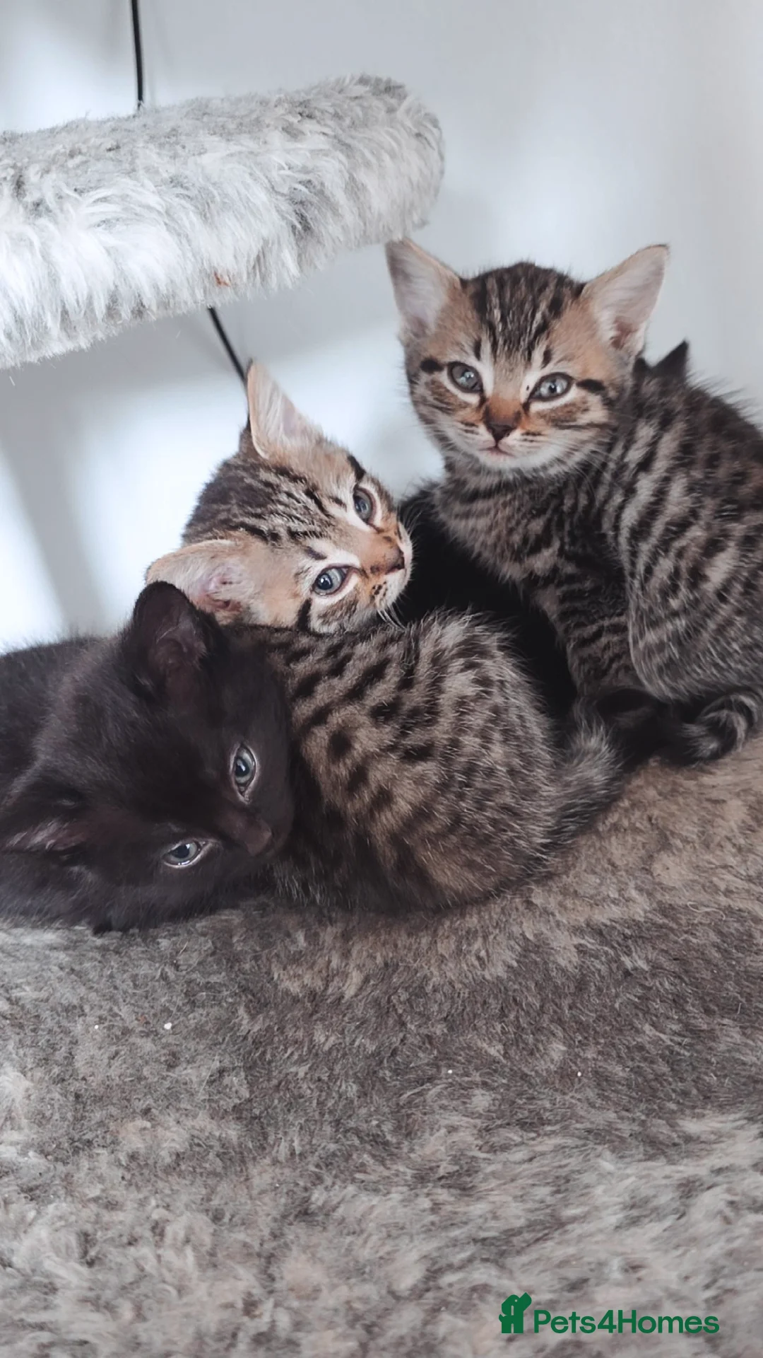 Mixed Breed cats for sale: 3 Black Grey Stripped Kittens For Sale - Image 1