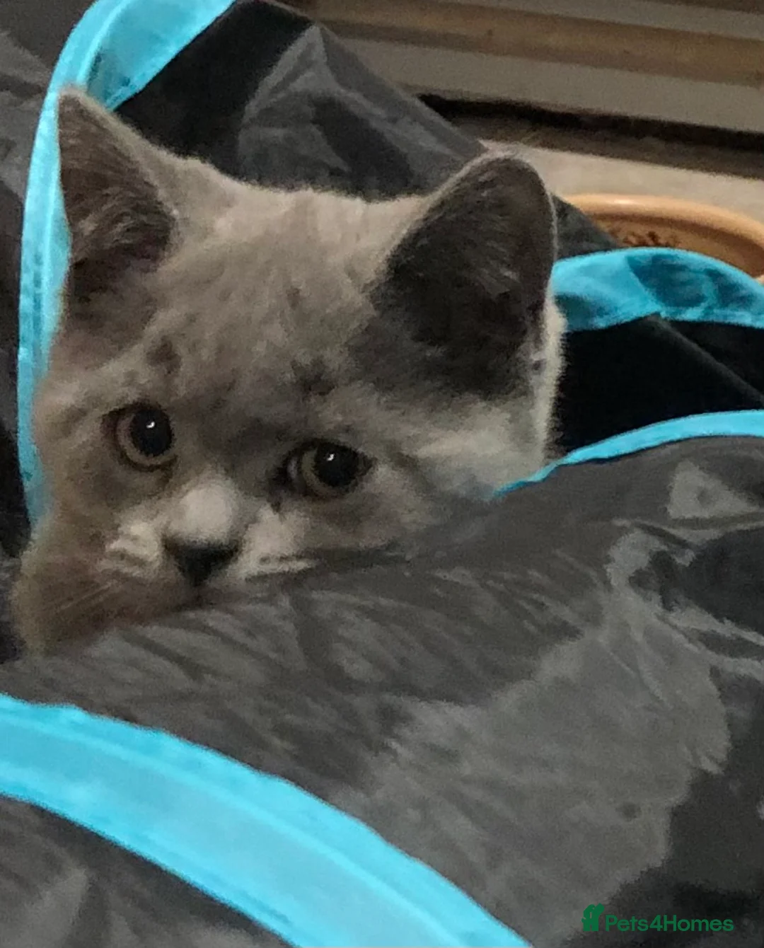British Shorthair cats for sale: Blue British shorthair kitten ready now!! - Advert 8