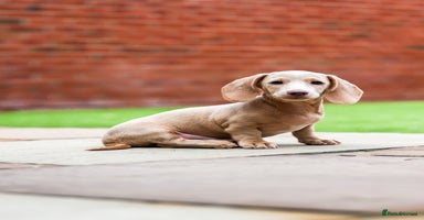 Miniature Dachshund dogs - Advert 11