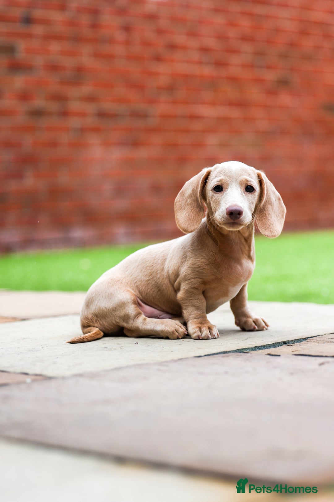 Miniature Dachshund dogs for sale: Miniature cream dachshund - Image 2