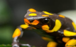 Frog reptiles for sale: Poison arrow frogs - fantastic frogs uk  - Image 21