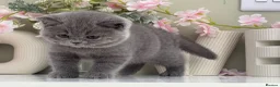 British Shorthair cats for sale: Gorgeous British Kittens - Advert 11