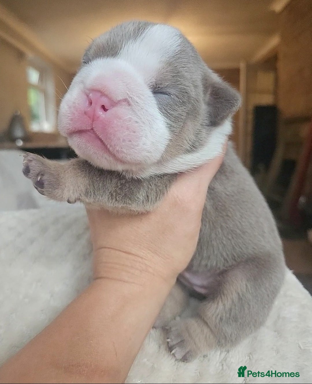 English Bulldog dogs for sale: Outstanding KC English Bulldogs, Top Quality Pups - Image 10