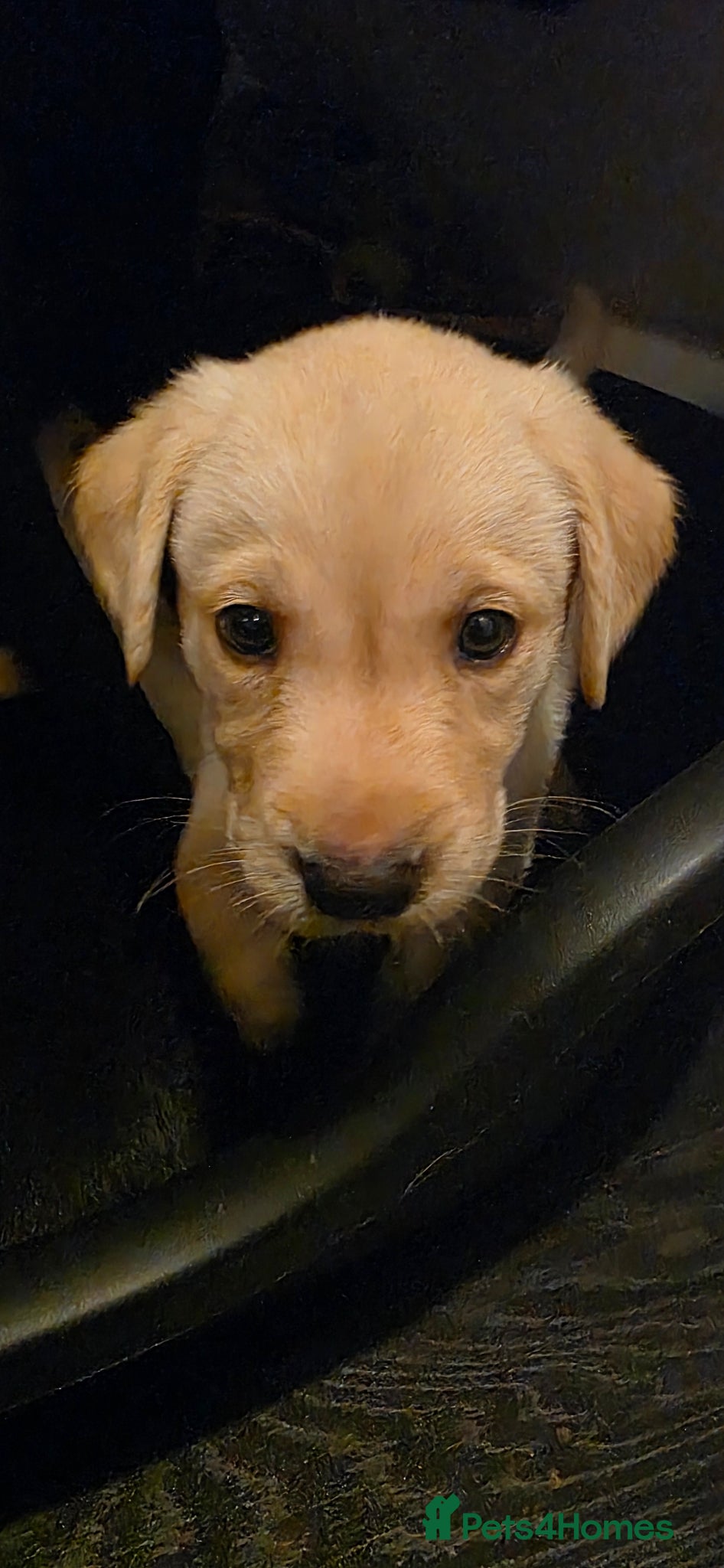 Labrador Retriever dogs for sale: Pure Breed Labrador Puppies  in Liskeard - Advert 5
