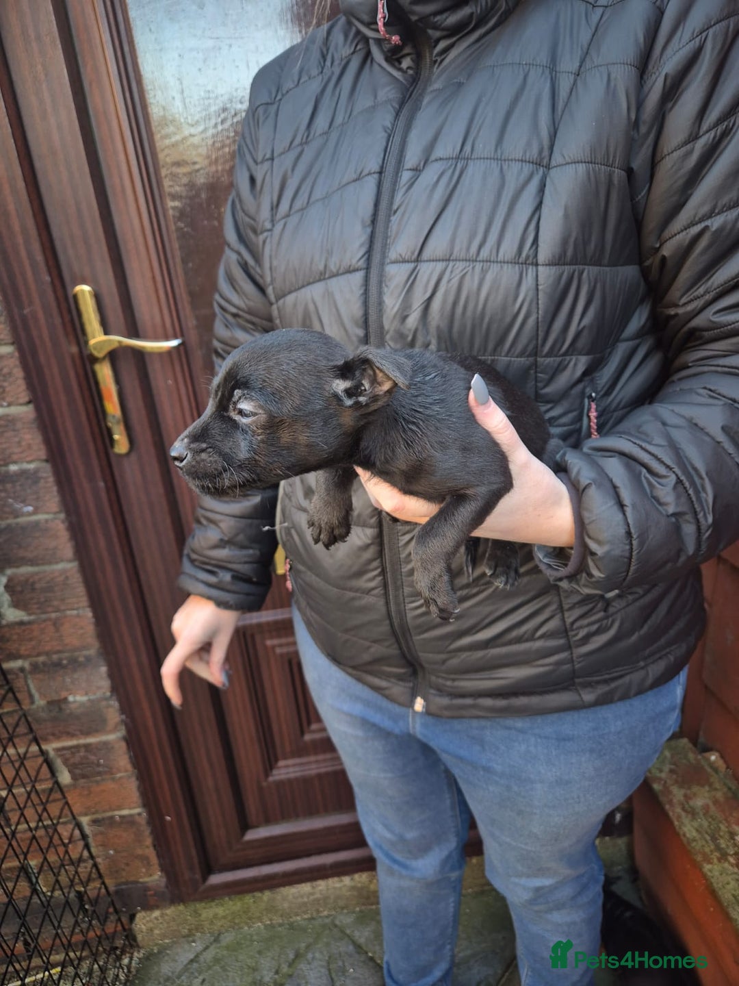 Patterdale Terrier dogs for sale: Patterdale Puppies - Advert 5