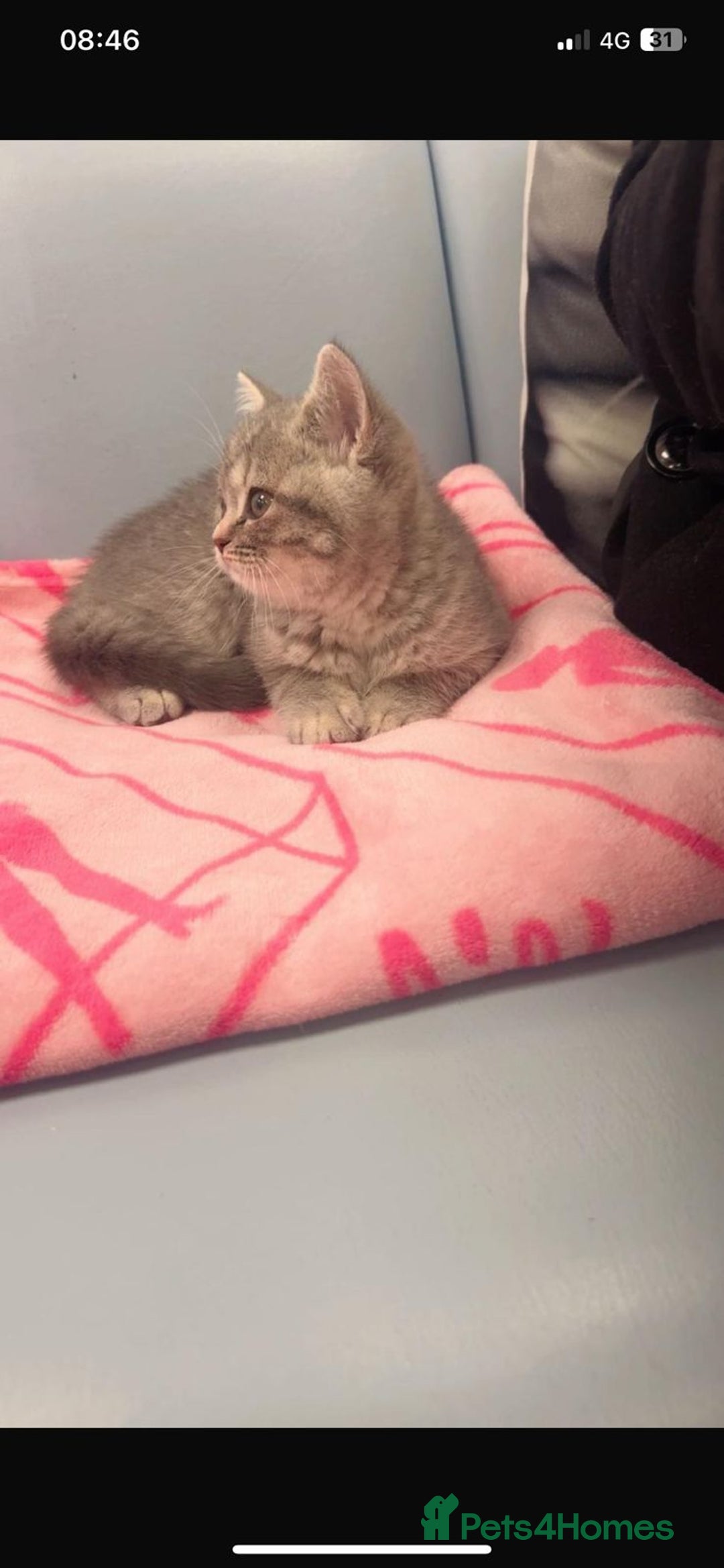 British Shorthair cats for sale: British short hair - Advert 1