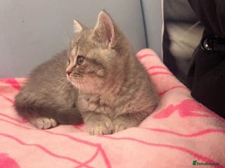 British Shorthair cats British short hair - Advert 9