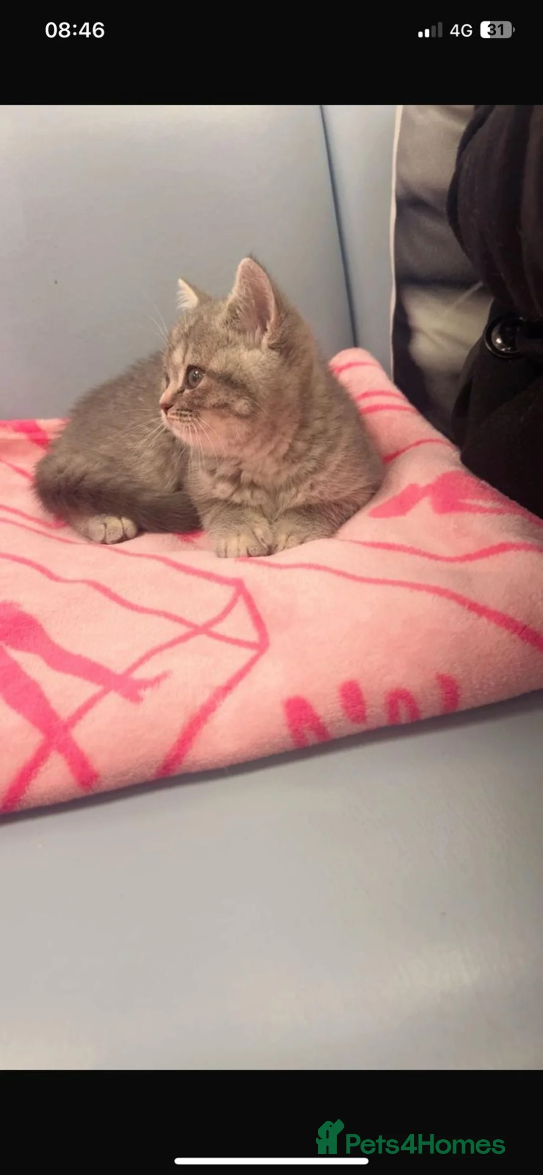 British Shorthair cats for sale: British short hair - Advert 1