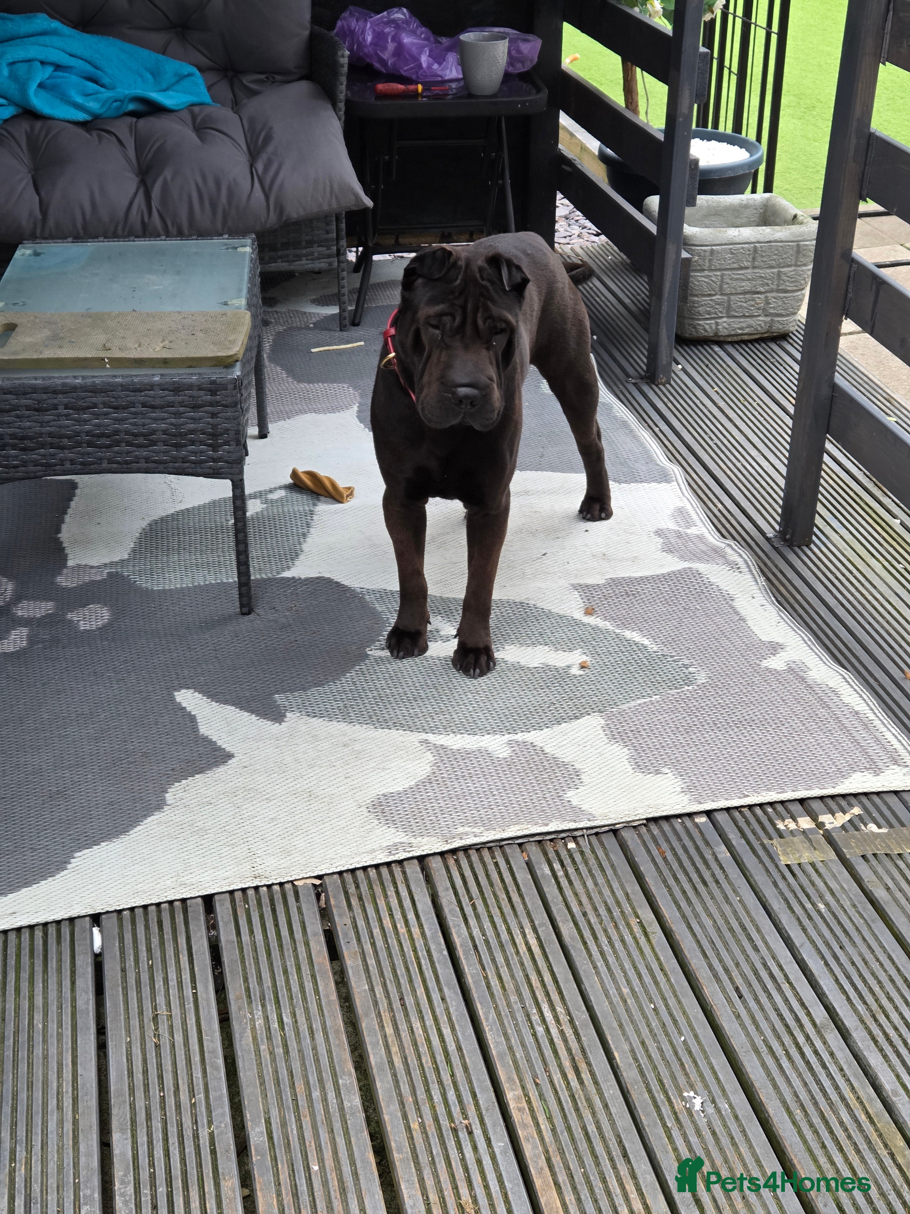 Shar Pei dogs Male Shar Pei chocolate colour full pedigree  - Advert 15