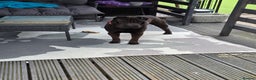 Shar Pei dogs for sale: Male Shar Pei chocolate colour full pedigree  - Advert 1