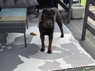 Shar Pei dogs Male Shar Pei chocolate colour full pedigree - Advert 15