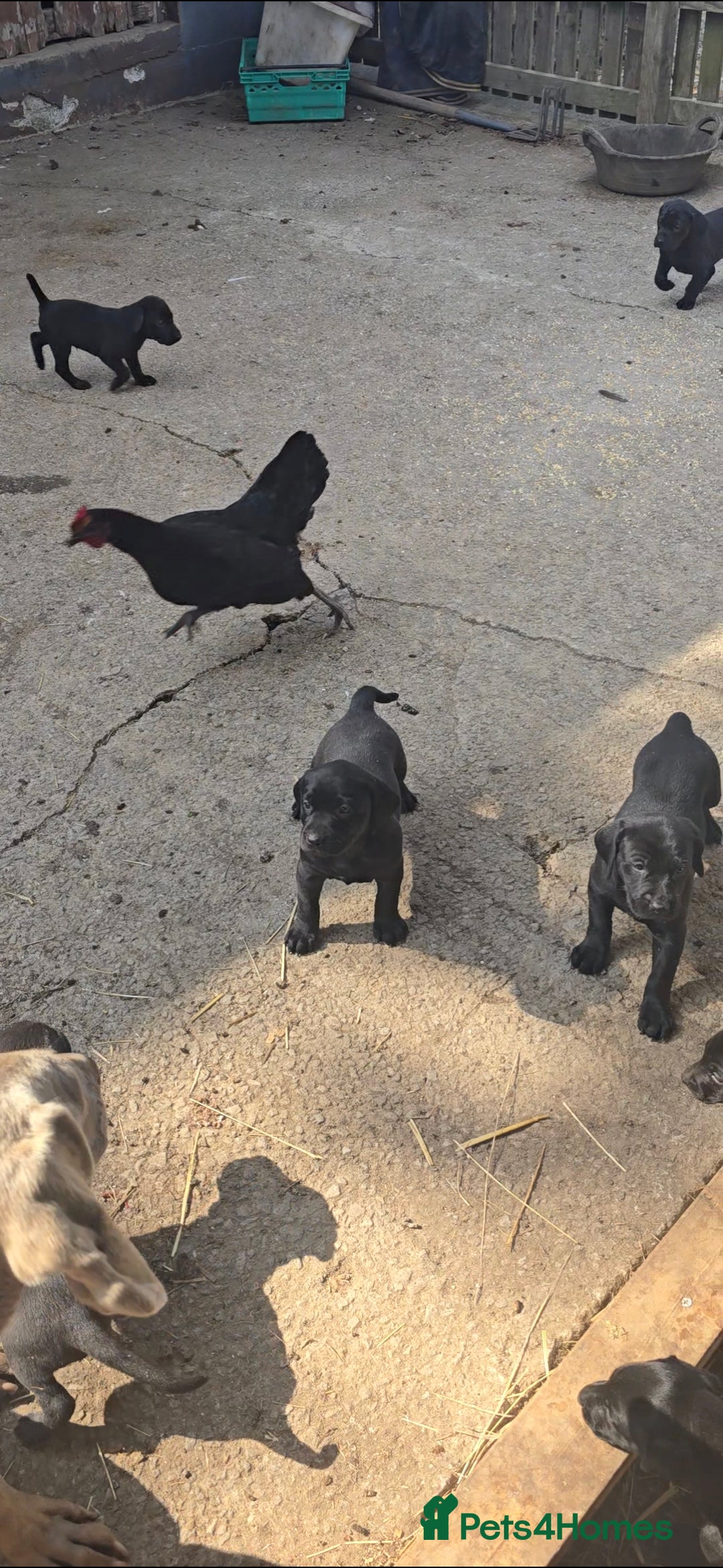 Mixed Breed dogs for sale: Exceptional Weimador pups  - Image 12