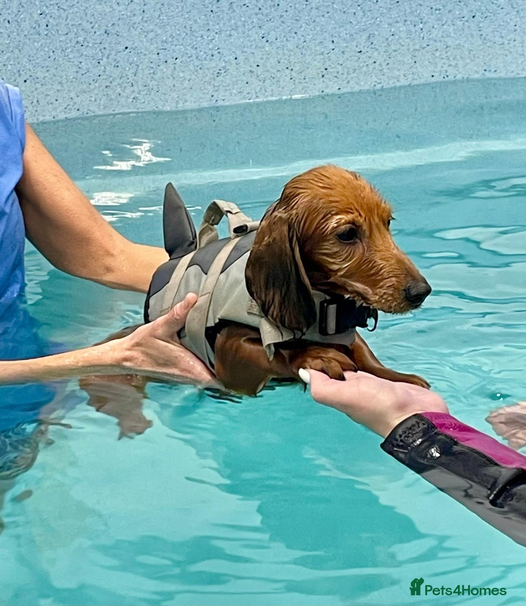 Miniature Dachshund dogs for sale: Reduced, mini L/H £1300 - Image 14