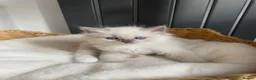 Ragdoll cats for sale: Beautiful Ragdolls😻 READY IN 2 WEEKS 😻 - Advert 12