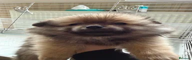 Pomeranian Puppy 1