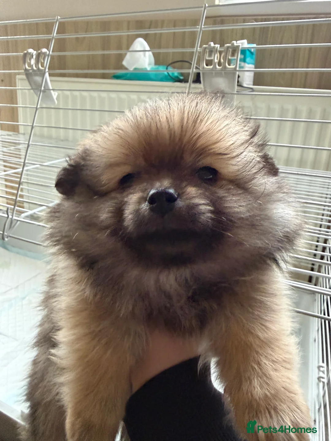 Pomeranian dogs for sale: Chunky girl pom - Advert 2