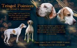 Pointer dogs for sale: Pointer litter due in Dec - Image 1