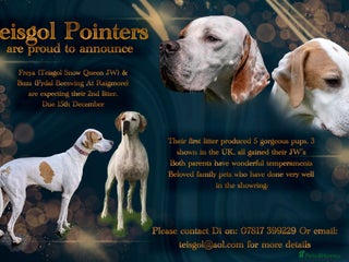 Pointer dogs for sale - Advert 1