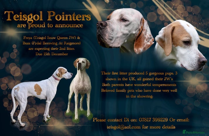 Pointer dogs - Advert 1