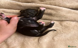 Italian Greyhound dogs for sale: KC Italian Greyhound Puppies  - Image 31