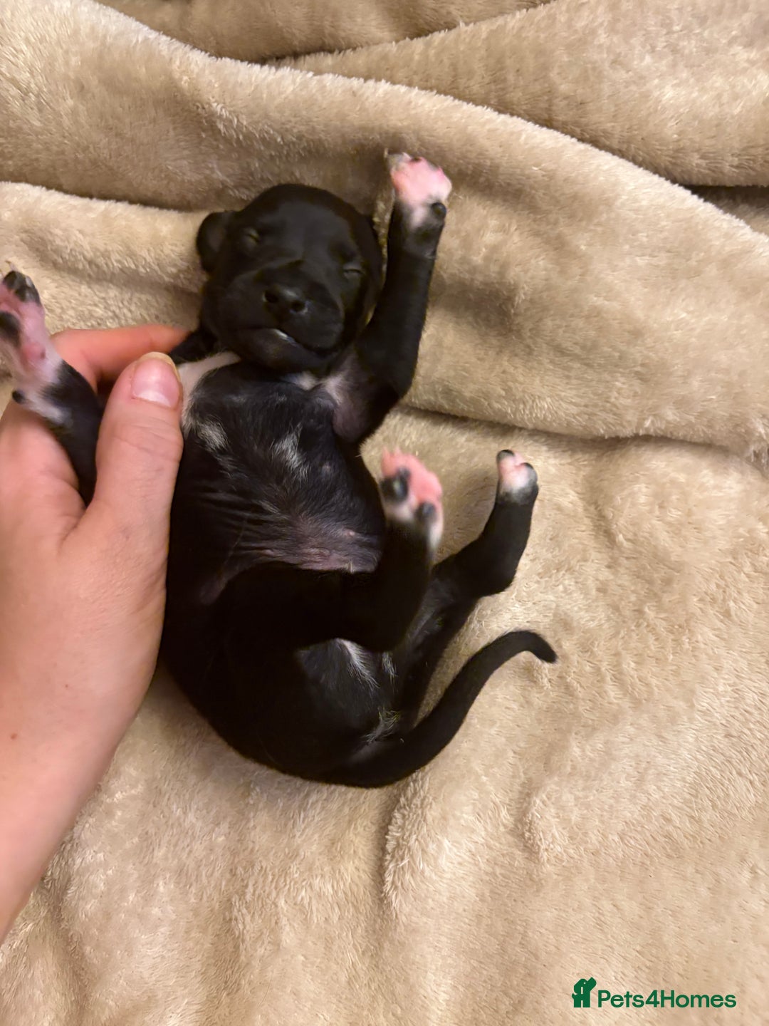 Italian Greyhound dogs for sale: KC Italian Greyhound Puppies  - Image 31