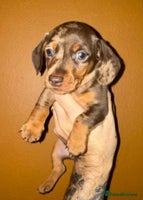 Miniature Dachshund dogs - Advert 11