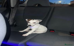 Jack Russell dogs for sale: Jack Russel for Sale  - Image 1
