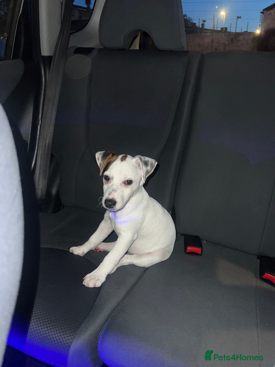 Jack Russell dogs for sale: Jack Russel for Sale  - Image 1