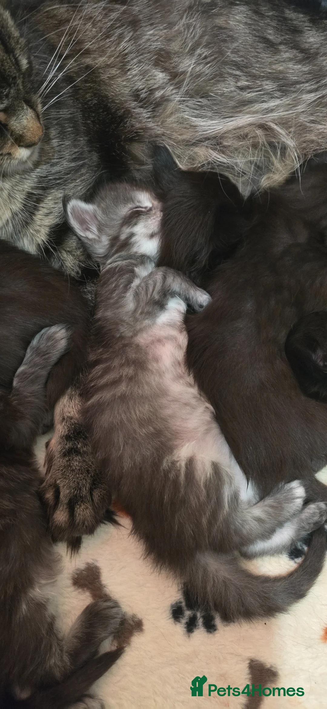 Maine Coon cats for sale: Exceptional Maine Coon Kittens for Loving Homes - Advert 2