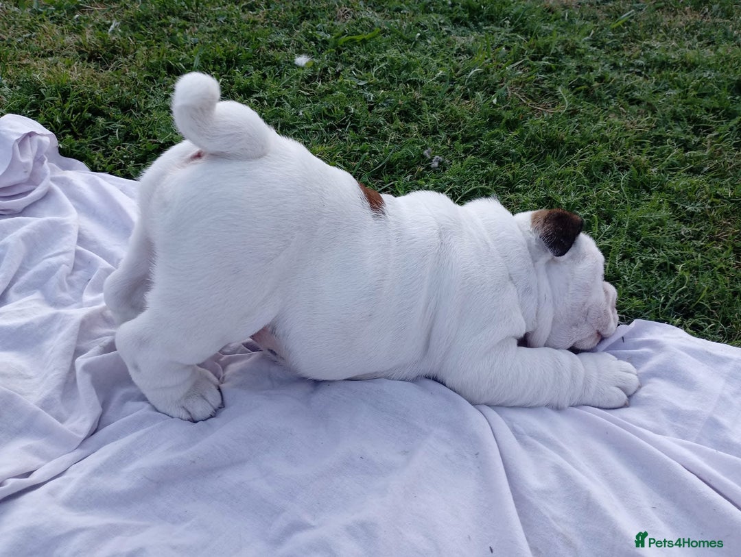 English Bulldog dogs for sale: 😍 Beautiful English bulldog puppies 🐶 ❤️  - Advert 7