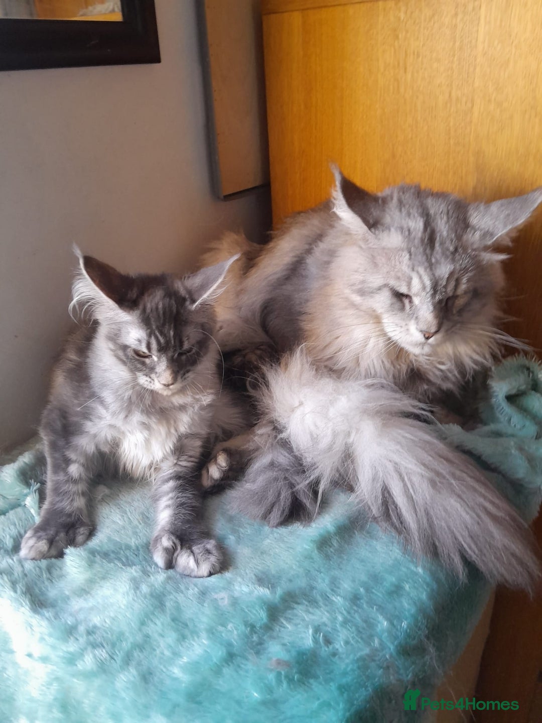 Maine Coon cats for sale: black smoke ticked ns25 polydactyl girl maine coon - Advert 11