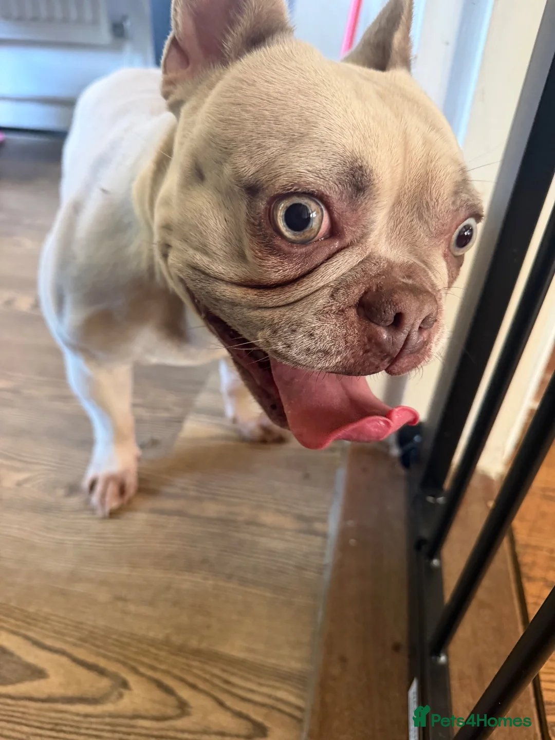 French Bulldog dogs for sale: Stunning French bulldog female  in Boston - Advert 2