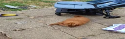 Toy Poodle dogs for sale: Beautifull red toy poodle for sale  in Derby - Advert 3