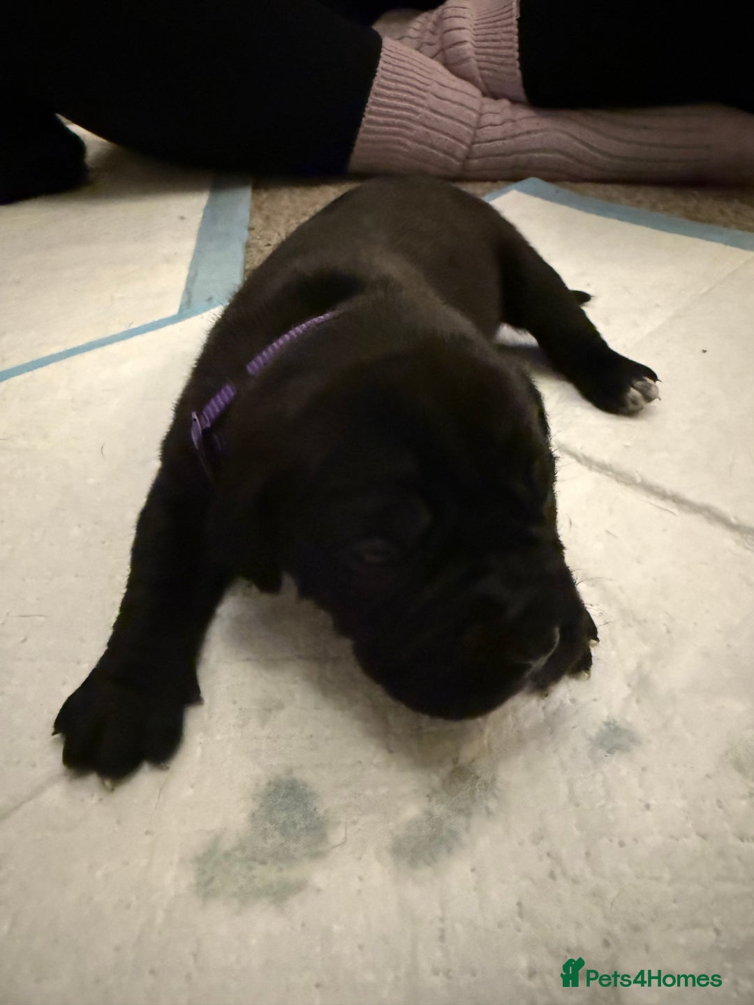 Cane Corso dogs for sale: Large Cane Corso pups - Advert 2