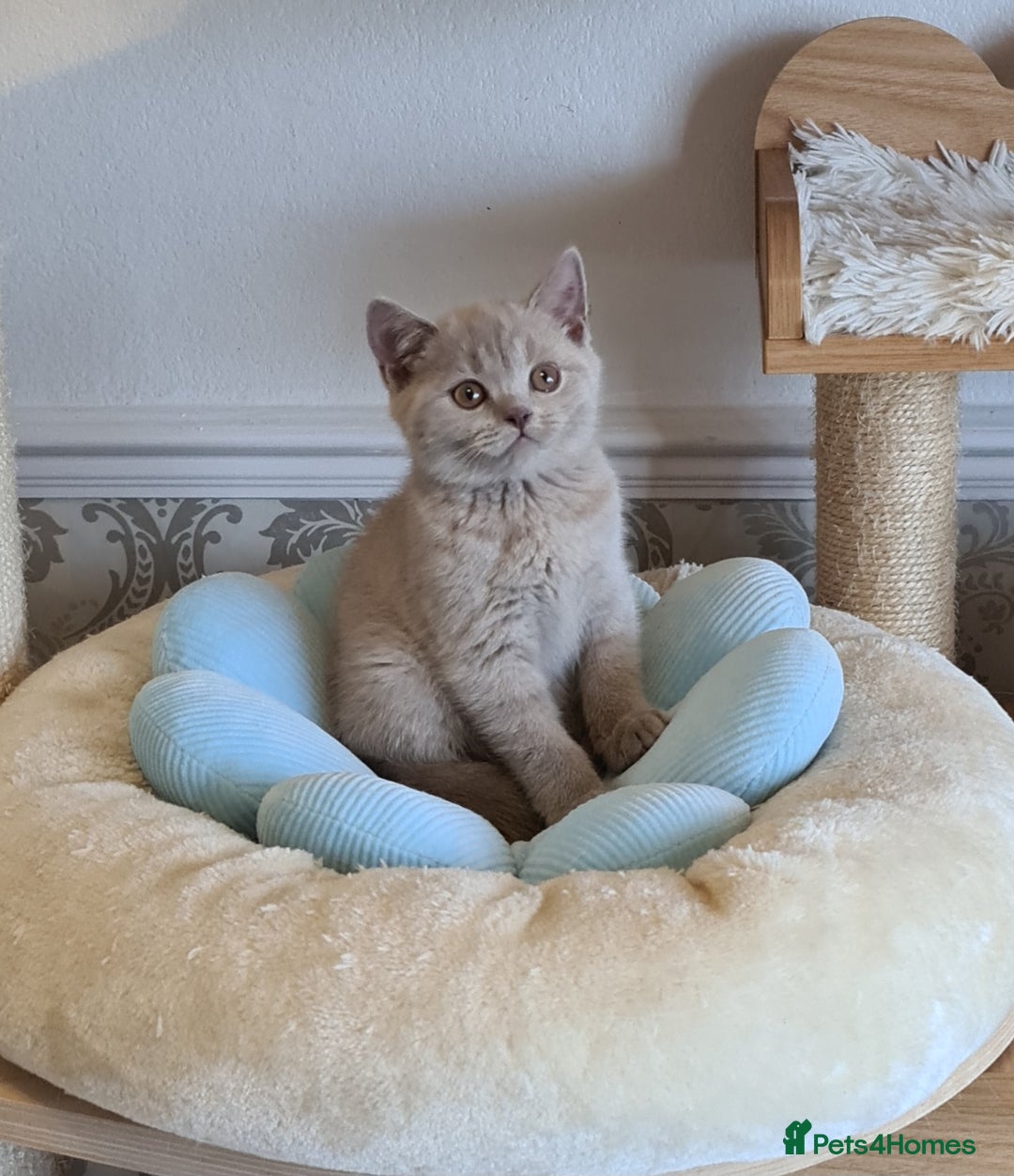 British Shorthair cats for sale: GCCF Lilac Blue & Bicolor quality BSH kittens  - Image 8