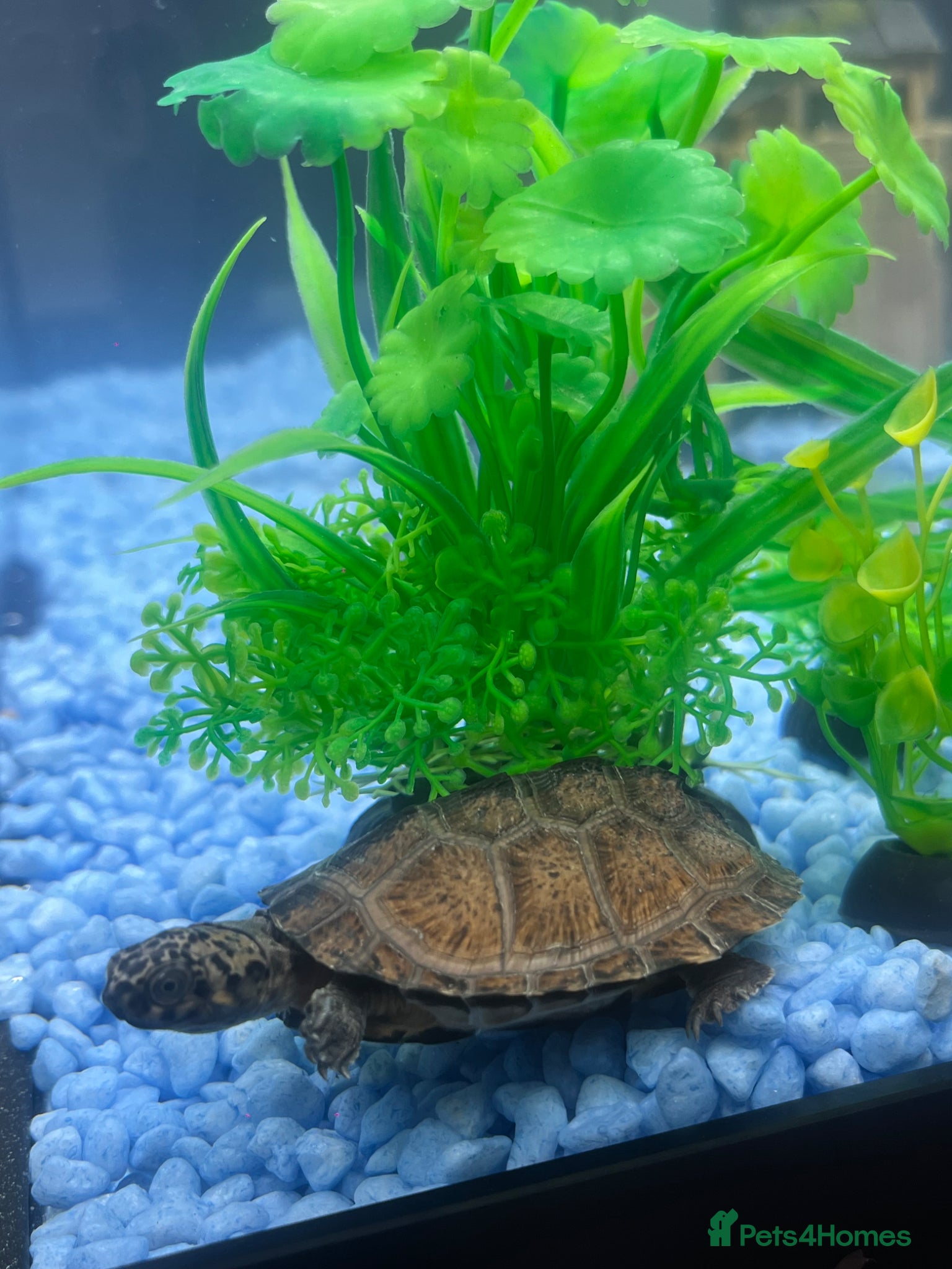 Terrapin reptiles Razor back musk turtle  - Advert 1