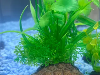 Terrapin reptiles Razor back musk turtle - Advert 1