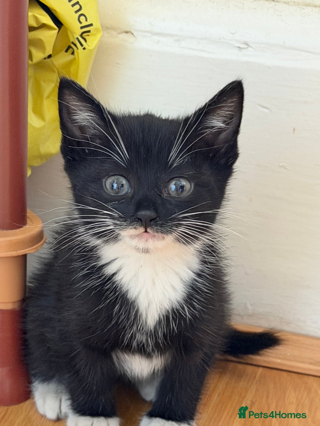 Mixed Breed cats for sale: 🐾 Adorable Baby Cat  - Image 3